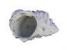 Whitewashed Cast Iron Conch Decorative Tealight Holder 5.5 - 3